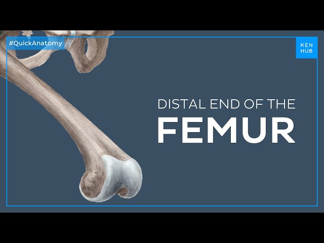 Anatomy of the distal end of the femur - Quick Anatomy | Kenhub