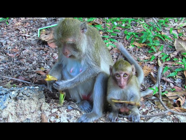 Foraging and Eating