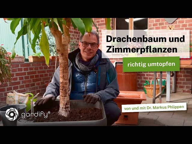 Drachenbaum, Dracaena und andere Zimmerpflanzen zum Winterende richtig umtopfen!