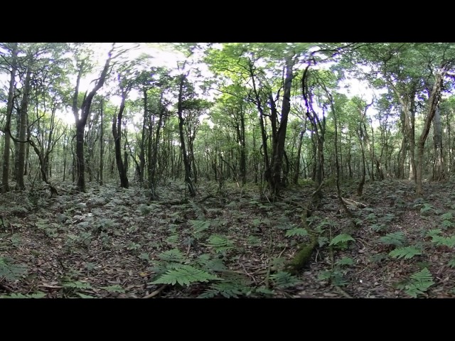 Rain Forest Environment - 360 Video [Royalty Free Stock Footage] $350 [4K VR Stereoscopic 3D]