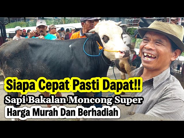 Beli Sapi Berhadiah‼️Sapi Bakalan Moncong Harga Murah dan Dapat Hadiah