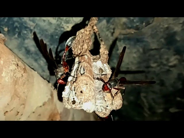 How Thread-Waisted Wasps Defend Their Nests|Pheromones|Thunderstorm & Rain Sounds in Nature#viral