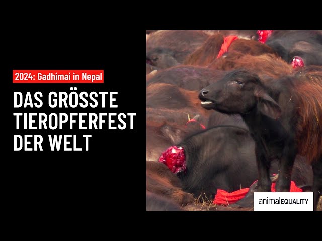 2024: Gadhimai in Nepal – Das größte Tieropferfest der Welt