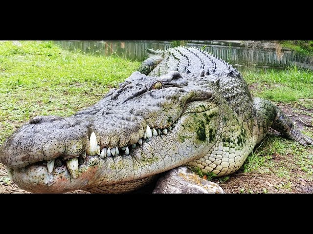 Gatorland & AMAZE TV collaborated for 360 degrees of JAWSOMENESS!