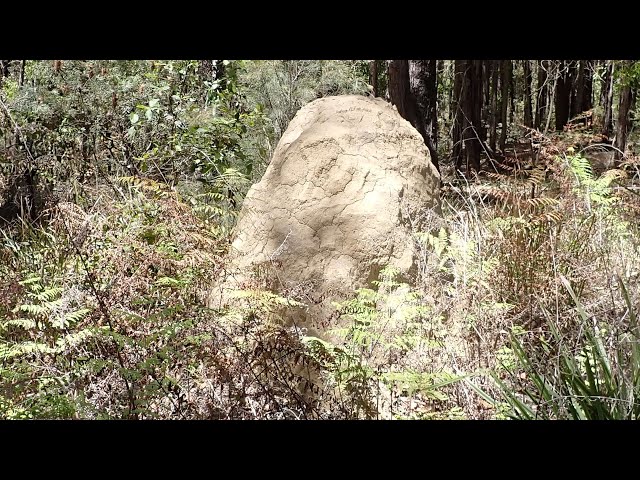 Excavation of a termite nest (Coptotermes lacteus), nest M22