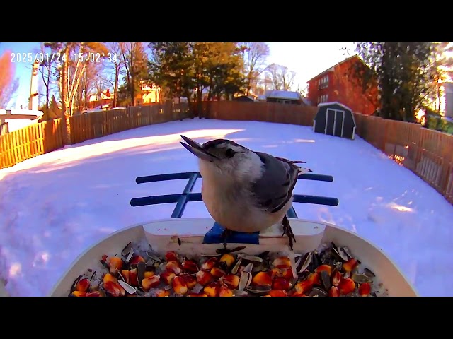 Ontario Feeder Birds and Snowy Scene