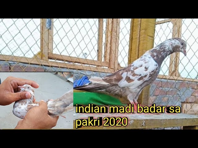 This indian pigeon crossed the border and reached lahore to faisalabad[faisalabad pigeon]