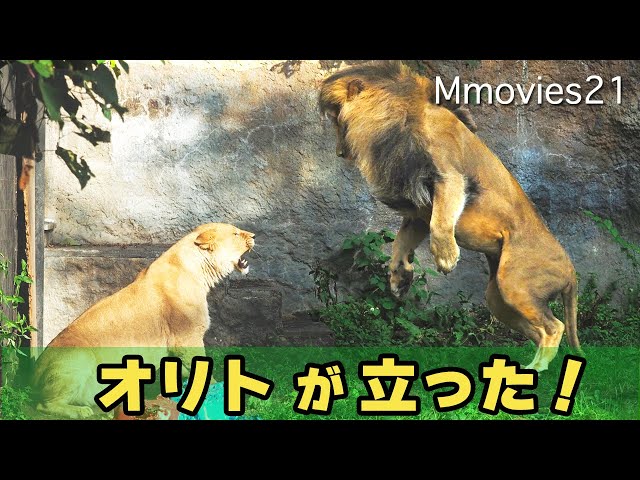 Amazing Lion !Asahiyama Zoo's lion couple [Orito and Io] Trajectory from cubs to cohabitation