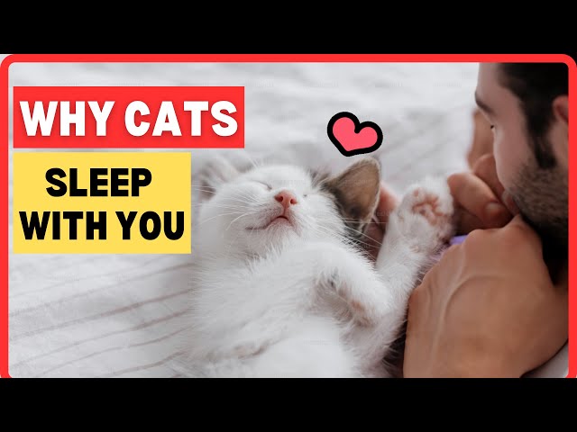 Why Does Your Cat Sleep With You? What Connection Types Do Sleep Spots Reveal?