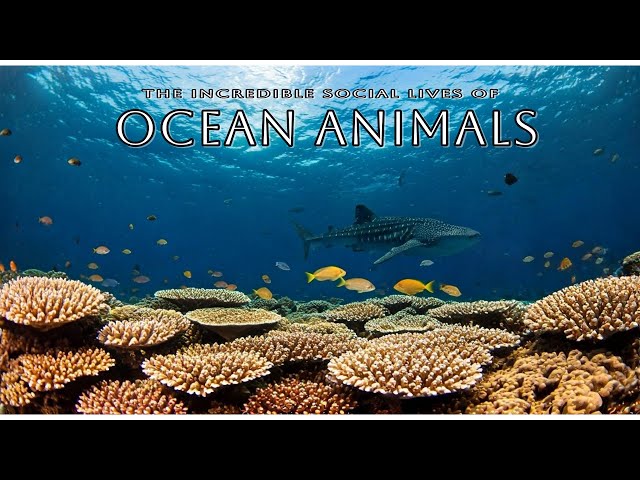 The Incredible Social Lives of Ocean Animals | Wildlife Documentary