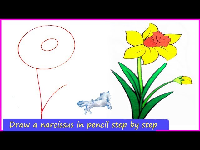 How to draw a daffodil flower step by step