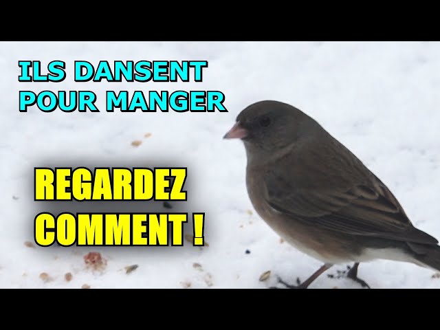 THEY ARE FUNNY - THEY DANCE TO EAT - DARK-EYED JUNCOS - AVENTURE OISEAUX NATURE