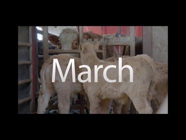 MSD March Animal Health Series - Episode 3