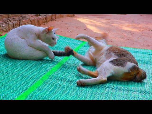 TONSAY Plays With Mom After Meal | Cute Kitty