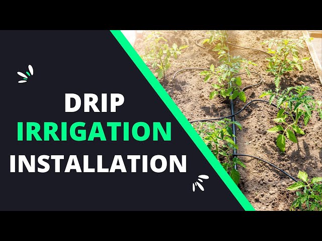 Installing Drip Irrigation Kit In Zimbabwe