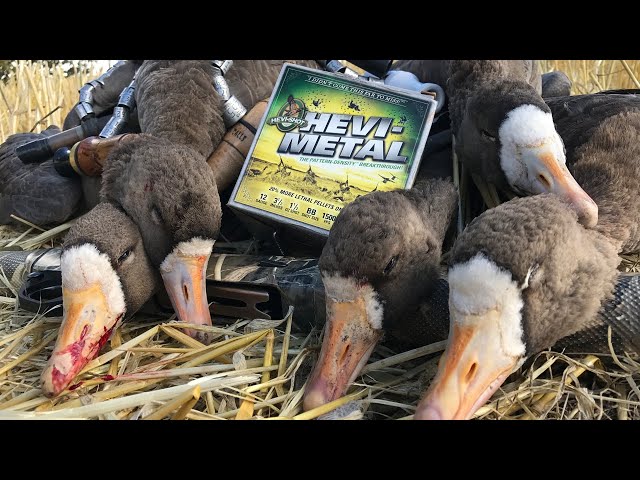 INSANE GOOSE LIMITS ... Claudio Ongaro's Hired to Hunt Season 5: Limits of Ducks & Geese at Ongaro's