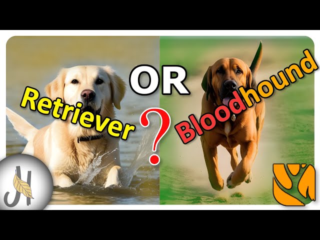 Bloodhound OR Labrador Retriever❓😲😲 Before you Buy First DOG the Hunter Call of the Wild