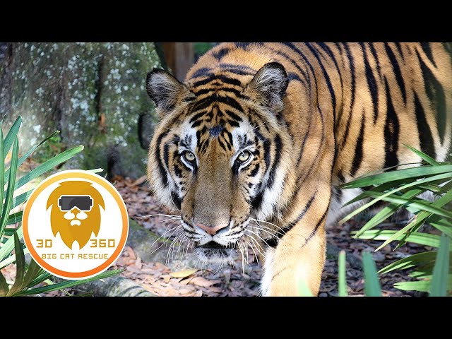 Largest living wild Cat! in 3D 180VR