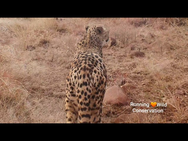 Finding a missing cheetah with the help of another purring cheetah!