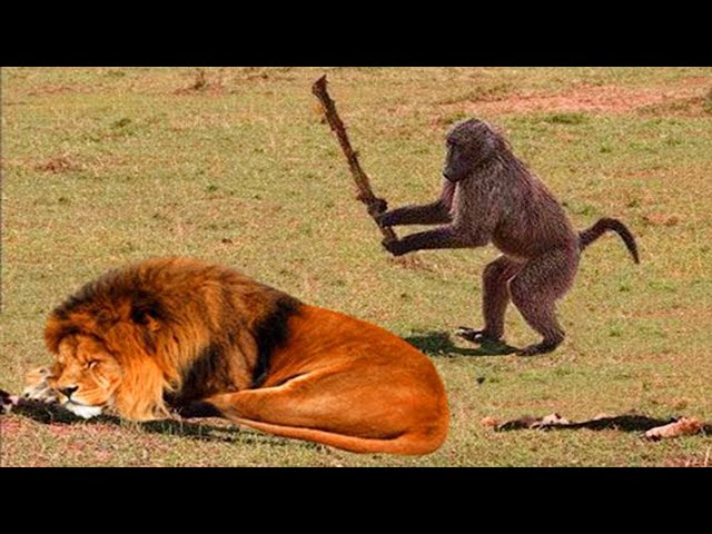 Funny Animals That Will Definitely Brighten Your Day😍Funniest Animals 2022