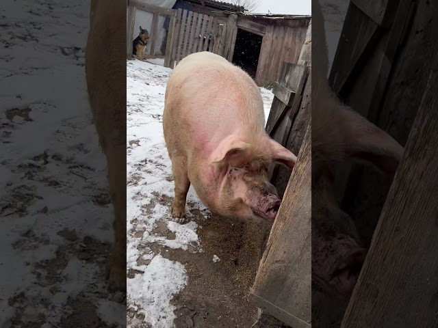 Що тут робиться? #villagelife #diy #pig #farm #animals #farming #village #animal