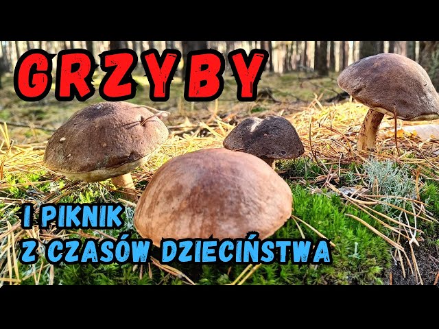 MUSHROOMS AND CHILDHOOD PICNIC #mushroom #super #wow