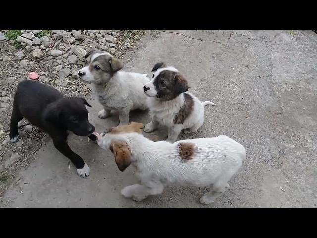 Mother dog eats raw meat | Stray pups eat raw meat & raw fish head | Mountain Village #uk #animals