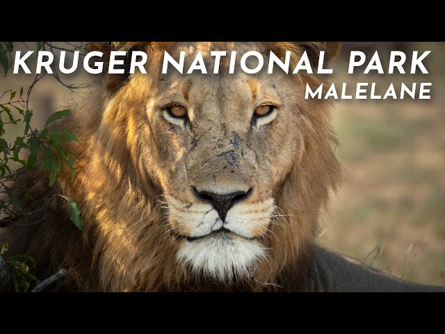 Magical Malelane | Kruger National Park