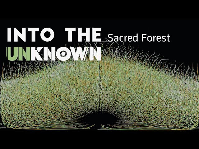 Into the (un)known | A Sacred Forest