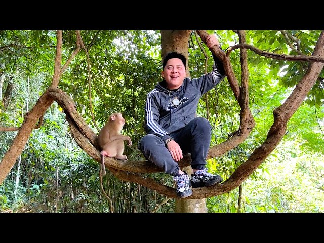 Dad overcomes difficulties while climbing trees with monkey Kaka