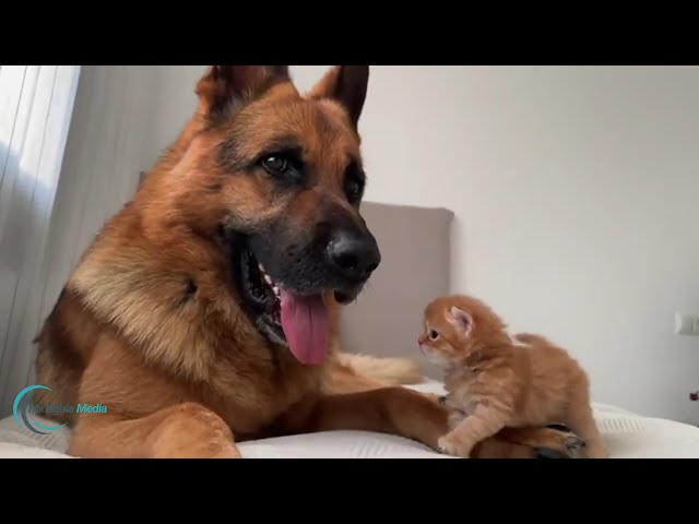 Playful KITTEN Meets Loyal GOLDEN Dog for the First Time!