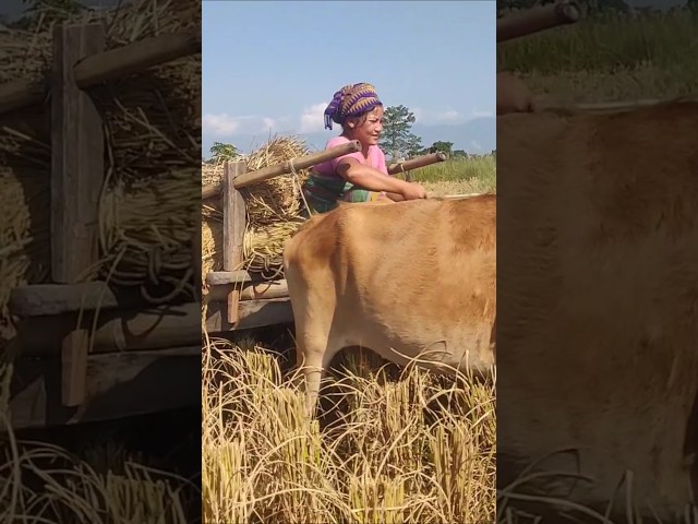 Woman village farmer || boro woman