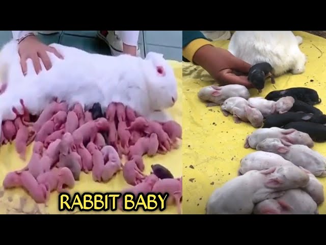 Rabbit Pet Vlog || Rabbit giving birth || Rabbit giving birth to baby