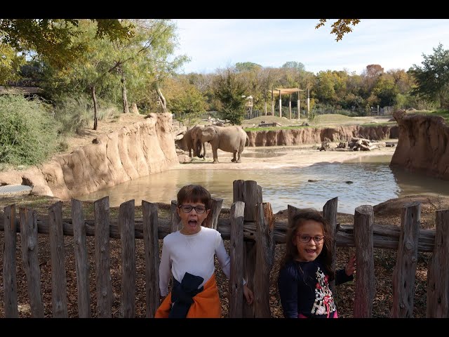 The twins at the Dallas Zoo, surprise feeding of the meerkats at 1:15