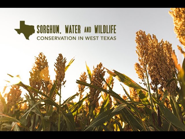 Sorghum, Water and Wildlife: Conservation in West Texas