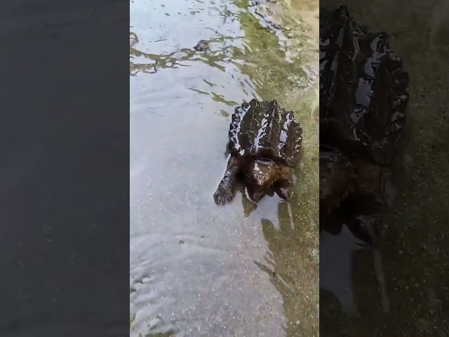 The Most satisfying Big Catch Fishing in The River Net fishing Catch Hundred of Tons On Fish Boat 1