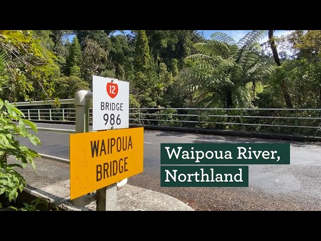 Waipoua River restoration