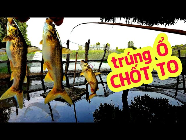 Câu Cá Rô Đồng - Câu Ngay Ổ Cá Chốt To Quá Đã - Hoàng Linh Vlog | Fishing