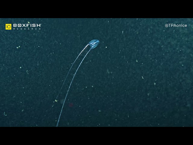 Boxfish Antarctica Video Series. Jellyfish and Comb Jellies