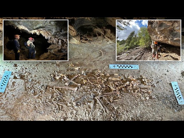 Skeleton of 26,000-year-old red fox unearthed in Utah cave