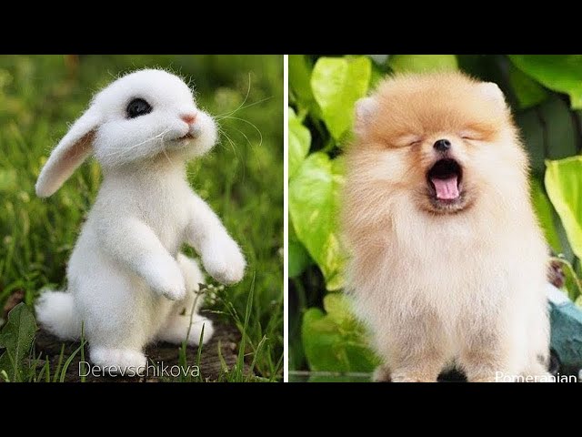 Cute baby animals Videos Compilation cute moment of the animals - Cutest Animals #2