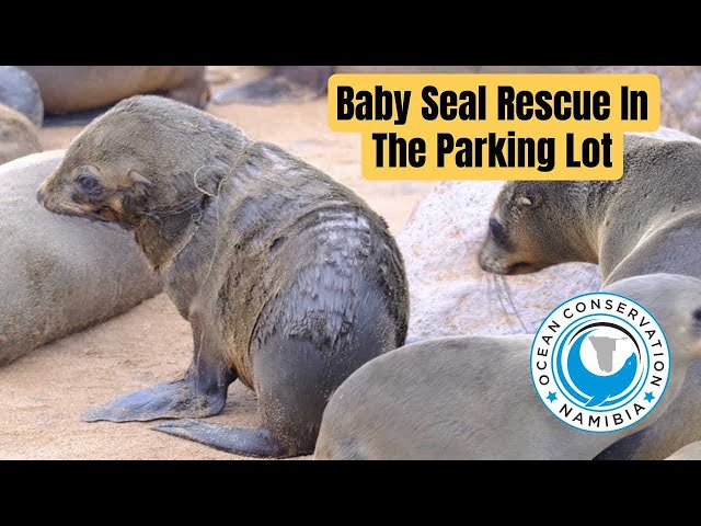 Three seals Rescued in Cape Cross Parking Lot