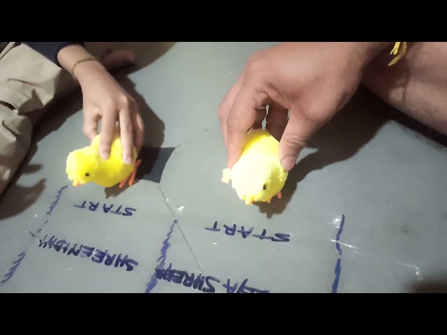 Chicken Race Game by Shreeya and Shreenidhi part 1