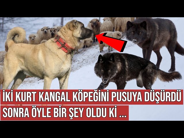 Kangal Köpeği Kurtlar Tarafından Pusuya Düşürüldü, Sonra Öyle Bir Şey Oldu ki