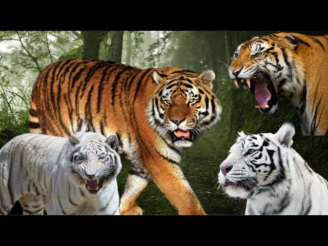 Tigers, their habits and lives  #animal #tgdv #tiger