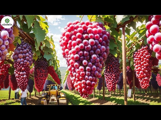 Japanese Farmers Harvest Expensive Grapes This Way - Transporting Grapes | Agriculture Technology