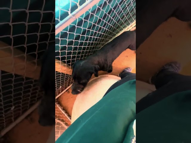 Video of adoptable pet named Koda