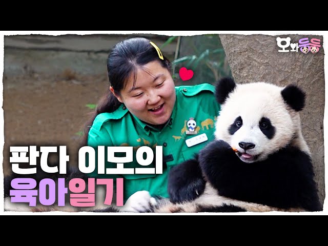 (SUB) Aunt Oh Bao's Baby Twin Pandas Parenting Diary🐼🐼│Panda World