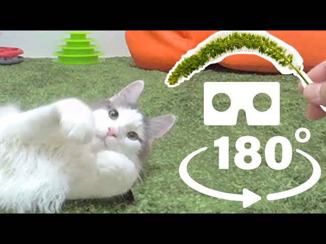 3DVR Cat Video [VR180] Maine Coon Cat playing with Cat Toy