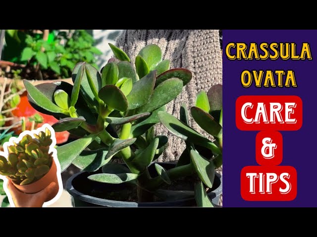 Crassula Ovata Plant Care and Tips🌱 क्रसूला ओवाटा का पौधा #garden #plants #crassulaovata #viral